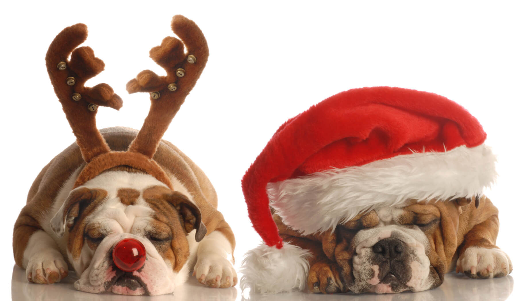 english bulldogs dressed up as santa and rudolph